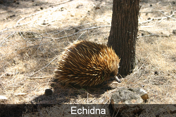 Echidna