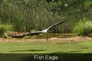 Fish Eagle