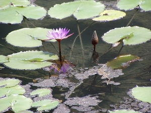 Waterlelies in het meer