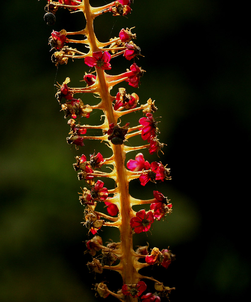 CHINESE KARMOZIJNBES