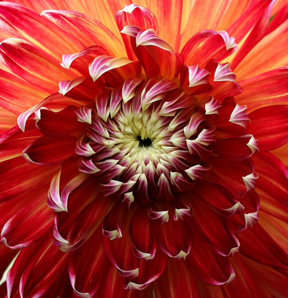 DAHLIA