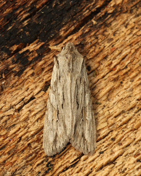 CONIFERENUIL