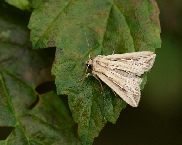 WITTE-L-UIL