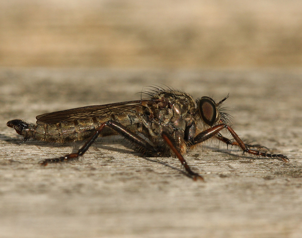 ROOFVLIEG SPECIES
