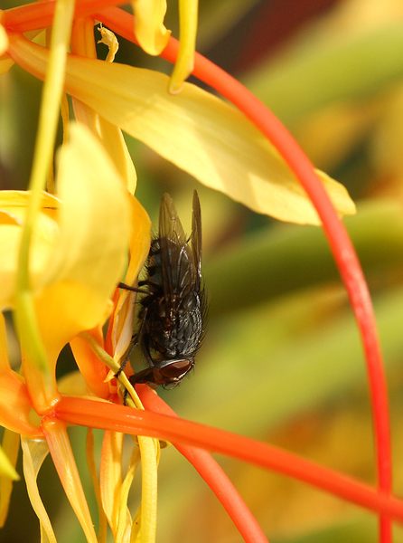 VLIEG SPECIES