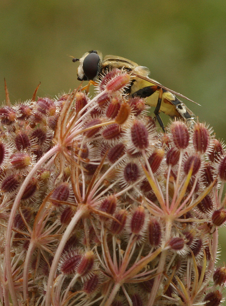 ZWEEFVLIEG SPECIES