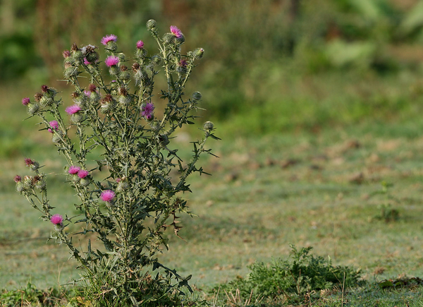 SPEERDISTEL