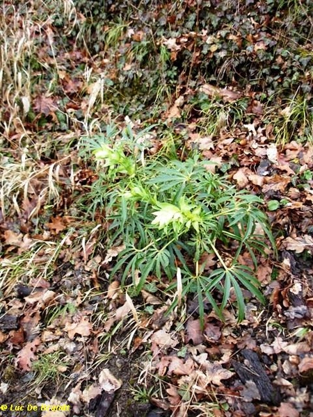 Ardennen wandeling Adeps Hulsonniaux