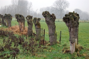 19.12.06 wandeling Gijzegem 14