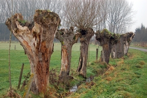 19.12.06 wandeling Gijzegem 15