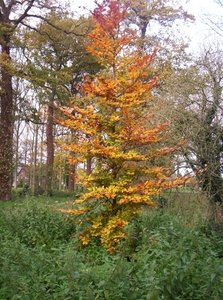 herfstkleuren 036