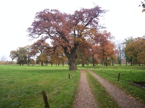 herfstkleuren 052