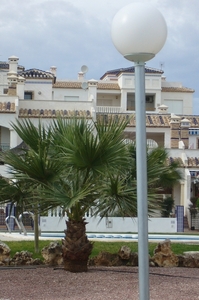TORREVIEJA_0210_VIOL40