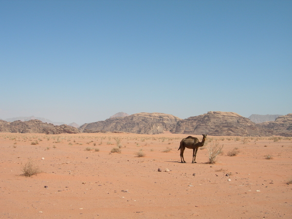 wadi rum 5
