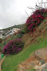 658 Camara de Lobos