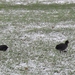 Grote Nete 021