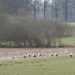 ooievaars in Westerlo 013 [800x600]
