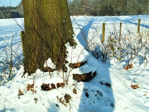 lakzwammen ondergesneeuwd