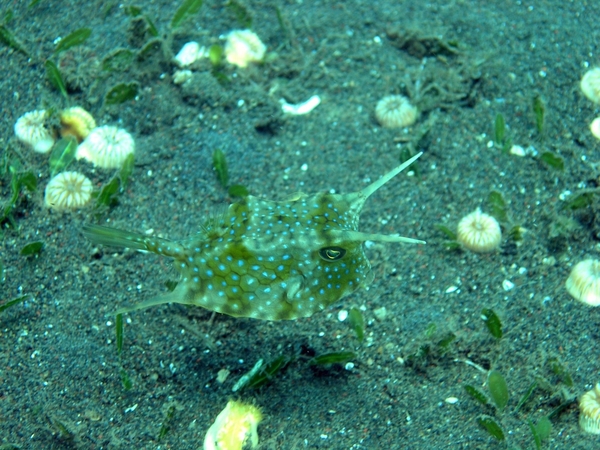 Duik 3 en 4 Puri Jati (131)