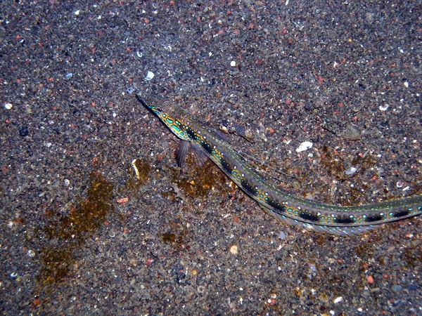 Duik 3 en 4 Puri Jati (133)