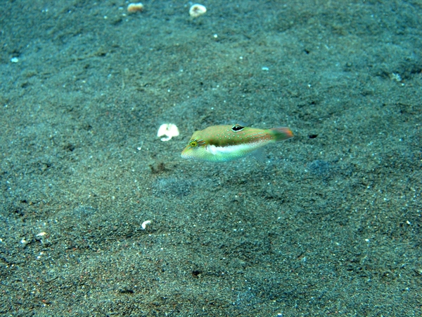 Duik 3 en 4 Puri Jati (137)