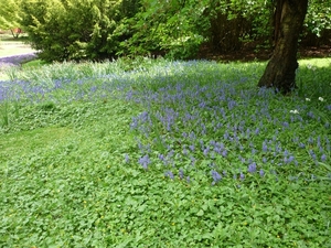 10.05.02.HUIZINGEN .BOSHYACENTEN