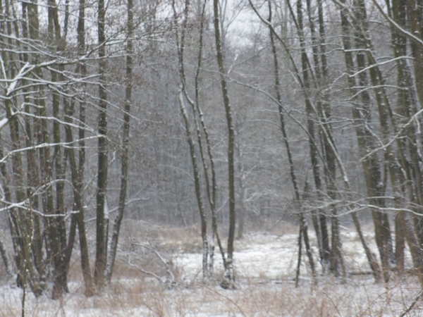 vijver natuurpunt 010