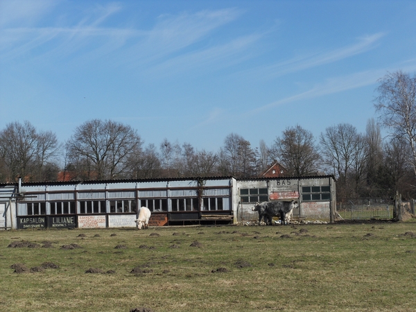 koeien op voetbalveld