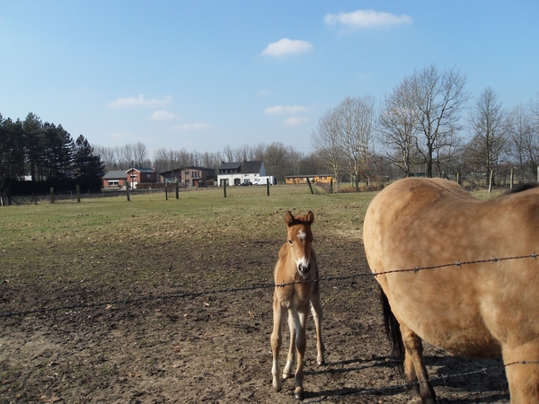 merrie met veulen