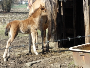 merrie met veulen