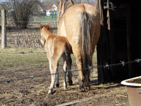 merrie met veulen