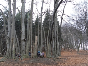 wandeling Lubbeek 012