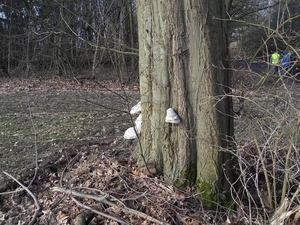 paddenstoelen