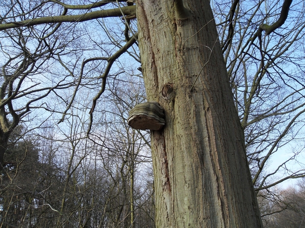 paddenstoelen (2)