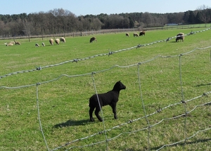 het zwarte schaap van de familie