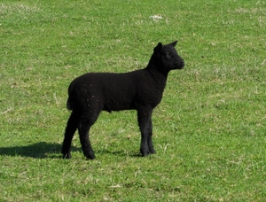 het zwarte schaap van de familie