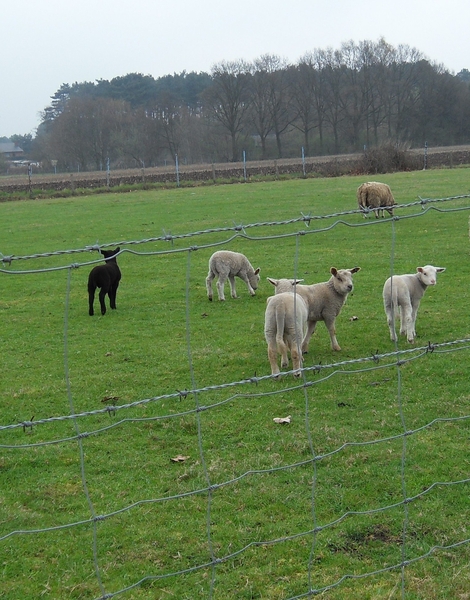 lammetjes wit en zwart