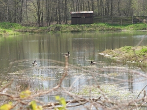 canadese gans-vijver natuurpunt