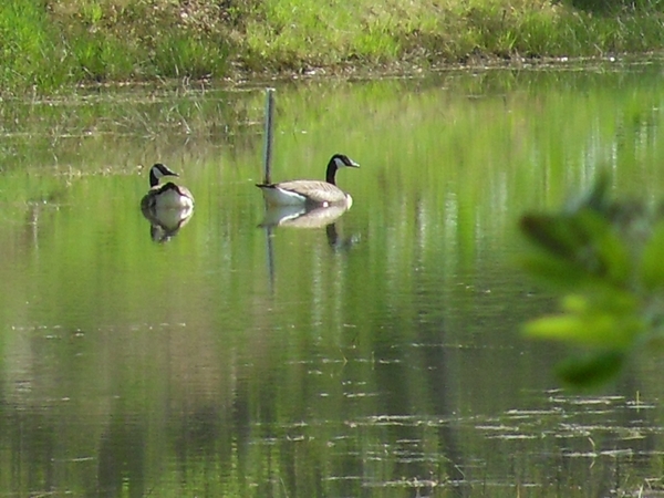 grote canadese gans