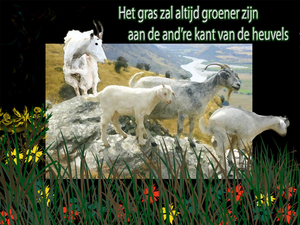 Groener gras