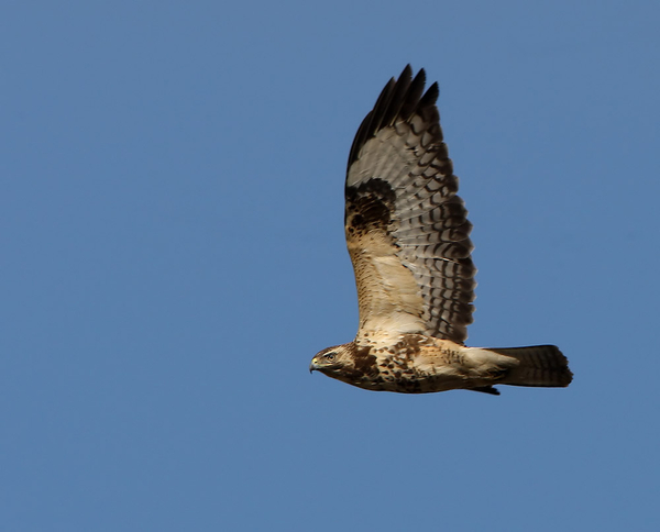 BUIZERD