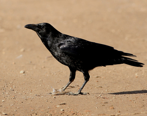 ZWARTE KRAAI