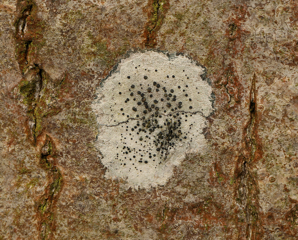 GEWOON PURPERSCHAALTJE