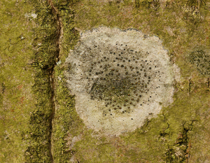 GEWOON PURPERSCHAALTJE