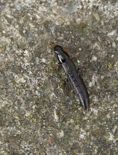 KORTSCHILDKEVER SPECIES