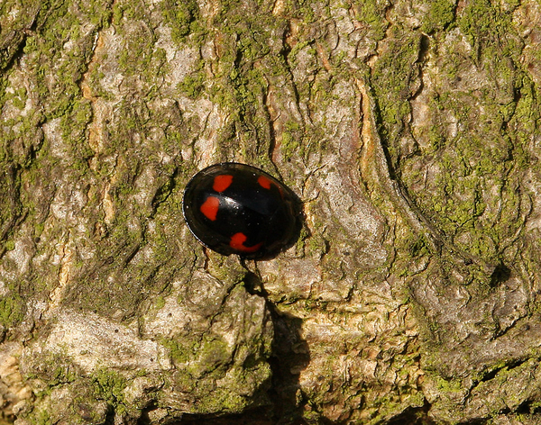 VIERVLEKLIEVEHEERSBEESTJE