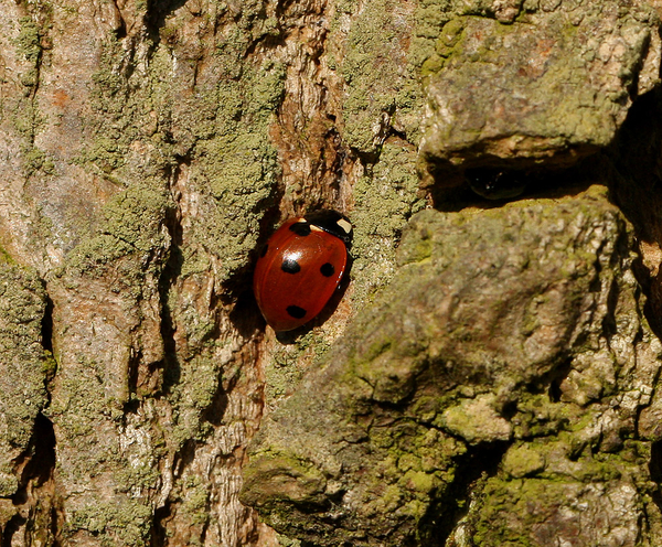 ZEVENSTIPPELIG LIEVEHEERSBEESTJE