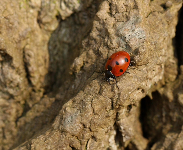 ZEVENSTIPPELIG LIEVEHEERSBEESTJE