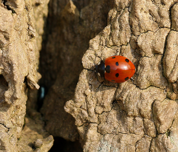 ZEVENSTIPPELIG LIEVEHEERSBEESTJE