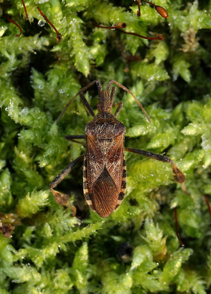 LEPTOGLOSSUS OCCIDENTALIS